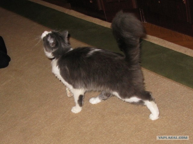 Котовторник (28.02.2012)