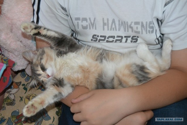 Котовторник   5.06.2012