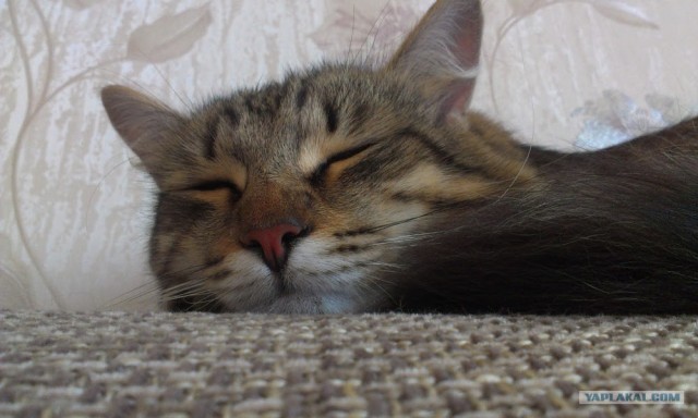 Котовторник  19.06.2012