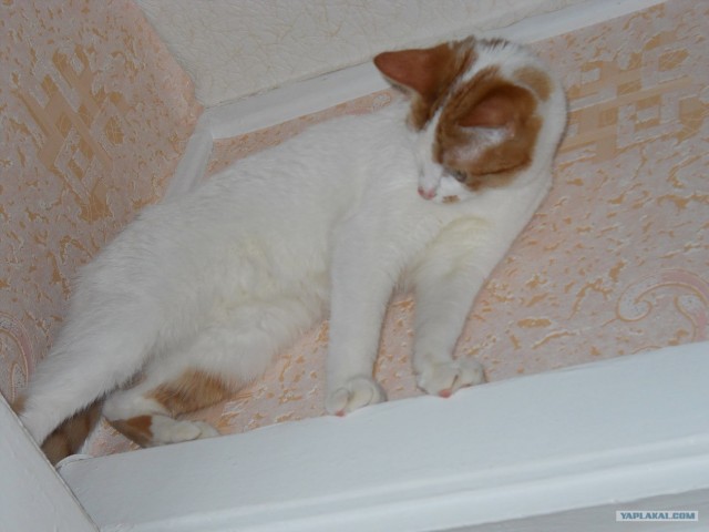 Котовторник  4.09.12