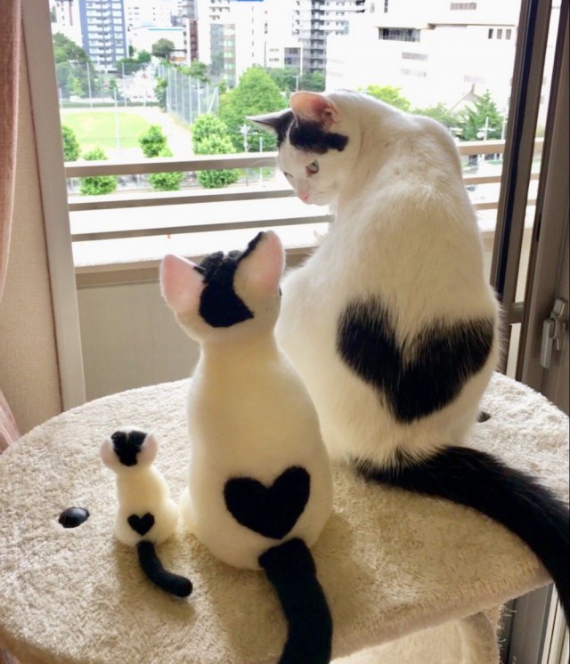 Прикольных котов пост