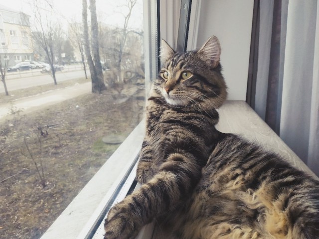 Прикольных котов пост