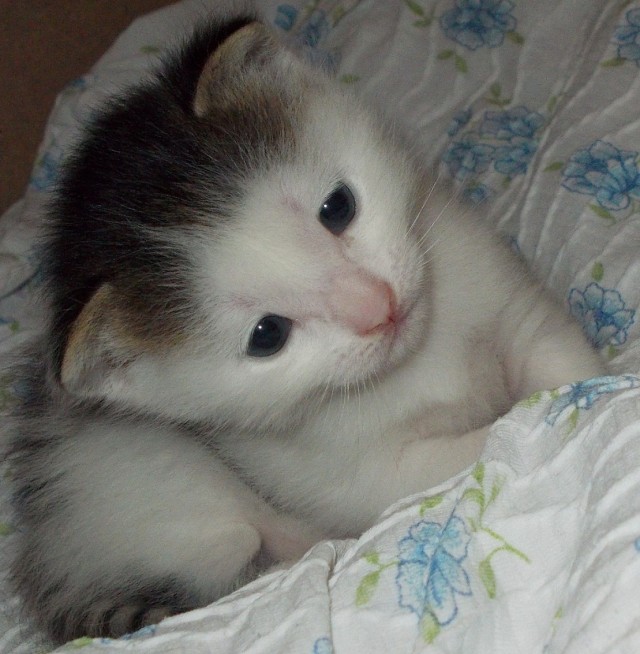 Час назад принял роды у своего котэ ))