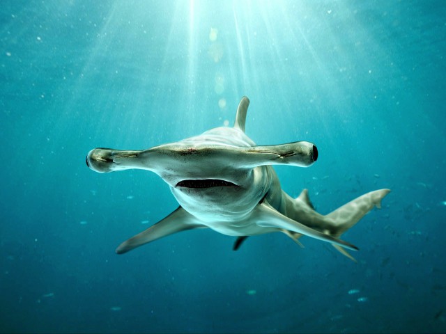 Зачем акуле-молот на голове этот самый молот?