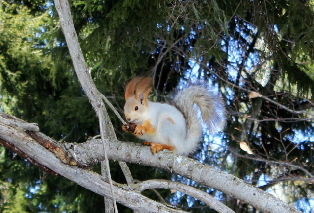 Живность из сети