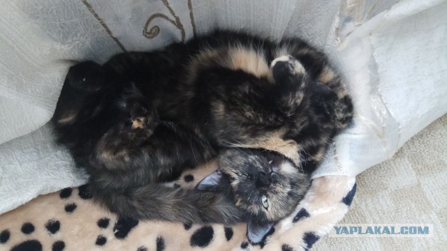 Котовторник 19.02.2019