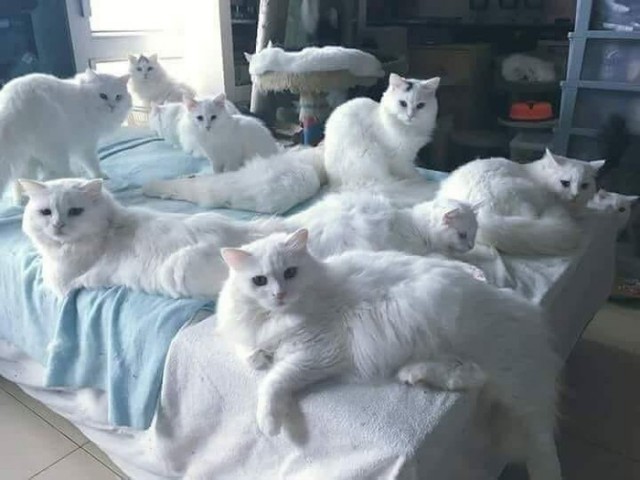 Прикольных котов пост