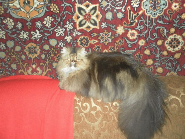 Забавные фото котеек
