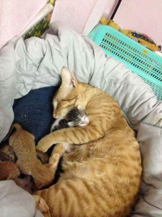 Забавные фото котеек