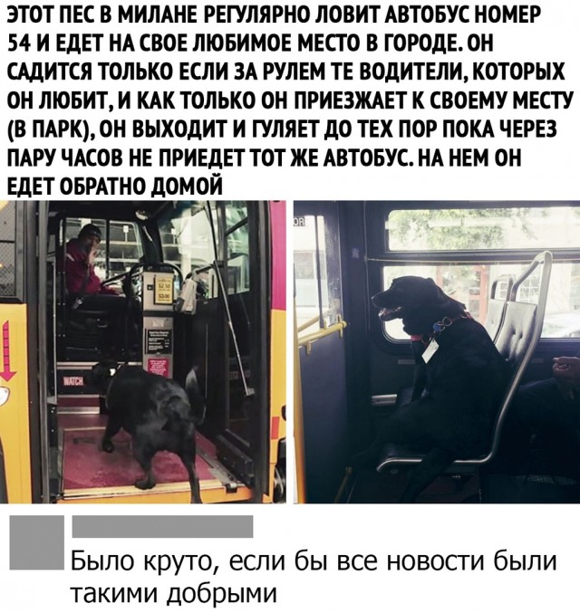 Едва не загрызли ребенка: стаи бродячих собак держат в страхе Иркутский район