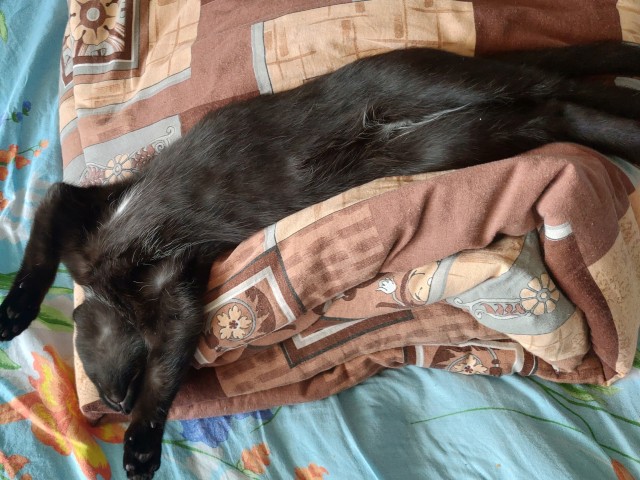 Не котовторник, но однако