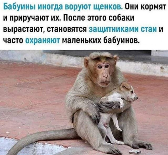 Обезьяна и собака мем