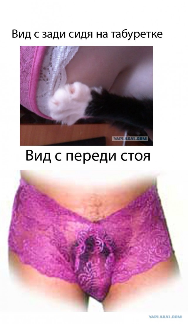 Счастливый кот