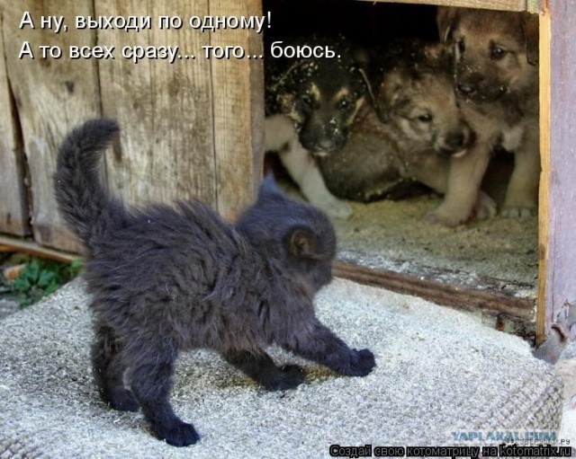 Котенок VS Страшная Неведомая Хрень