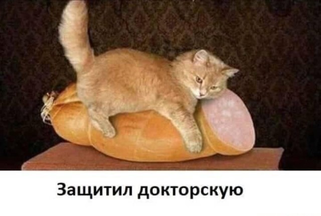 Картинки с надписями и котами