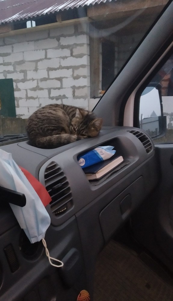 Кошки часто любят отдыхать там, где их, в принципе, не должно быть