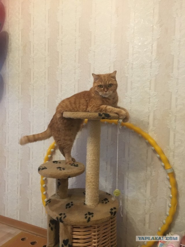 Котовторник!