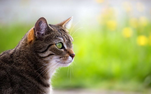 Которник