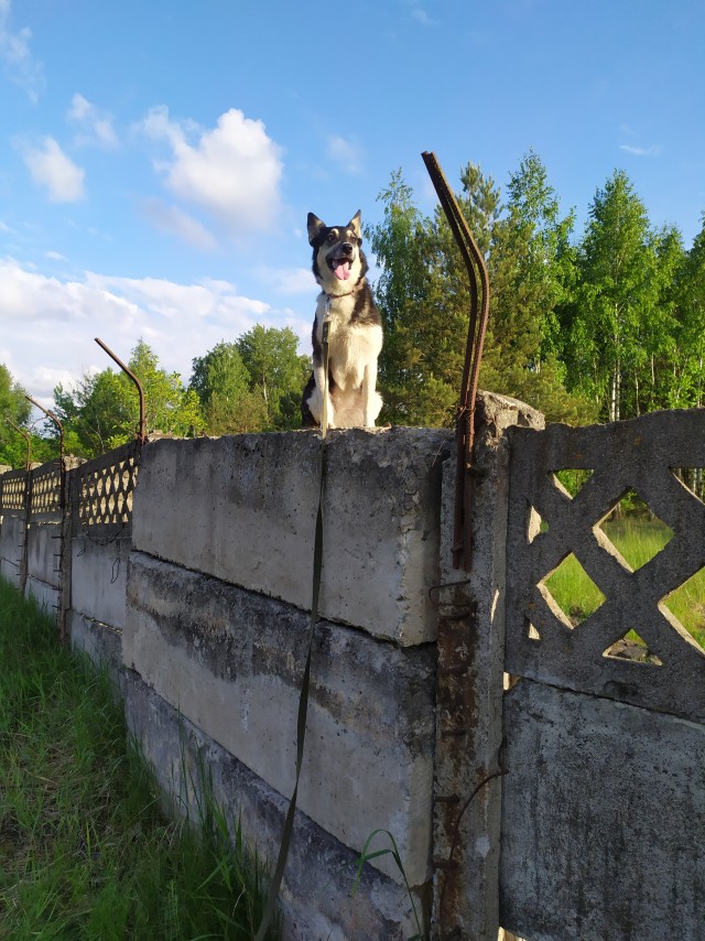 Сегодня собакочетверг
