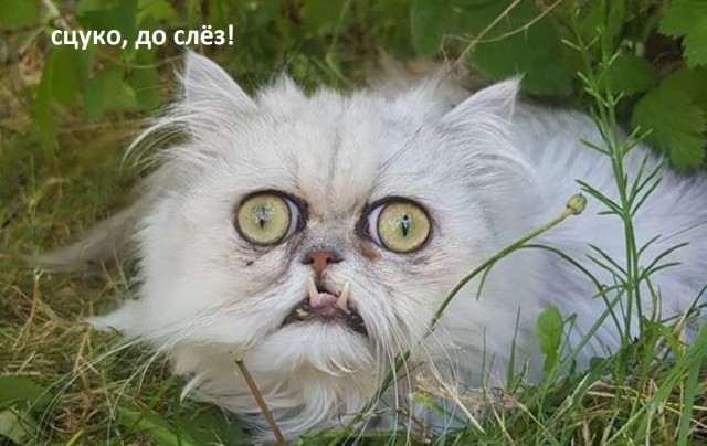 Свой кот самый лучший