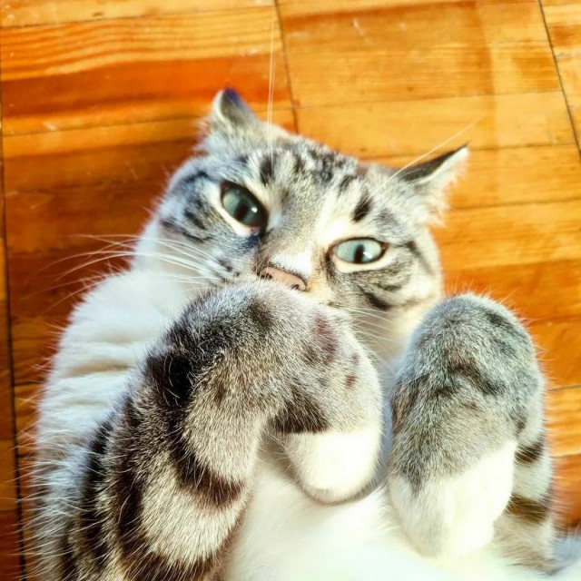 Разные котики