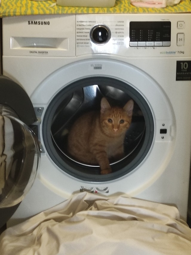 В котовторник у меня кот породы собутыльник