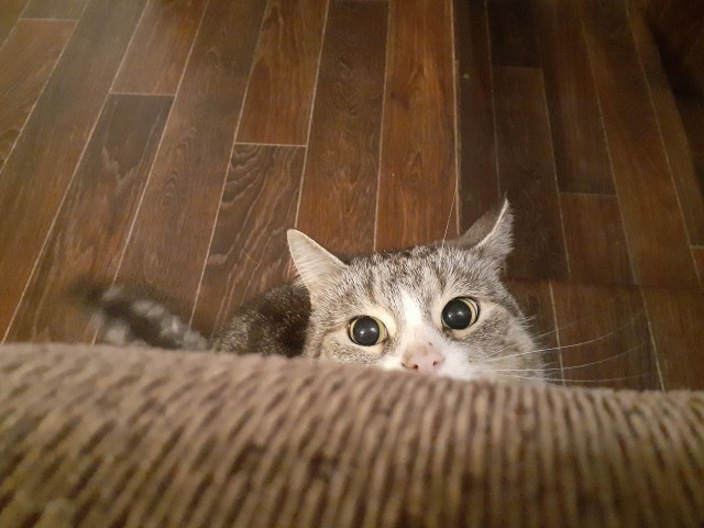 Котовторник 14.09.2021