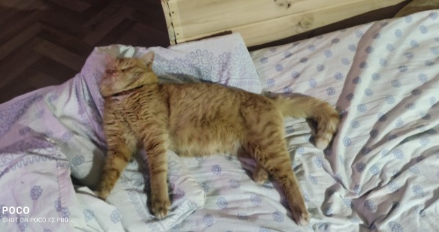 Котовторник 28.09.21