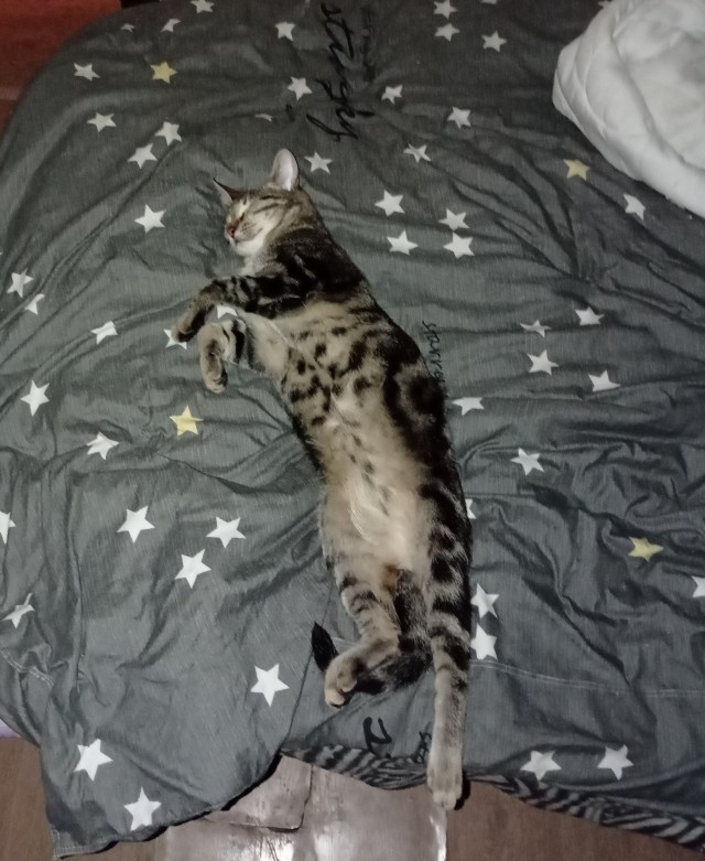 Солнце котовторника уже встало, Господа!