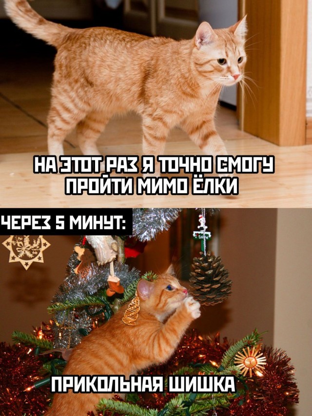 Картинки и мемы для настроения 01.12.2021