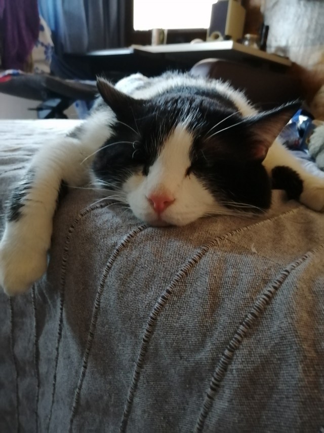 Котовторник так котовторник