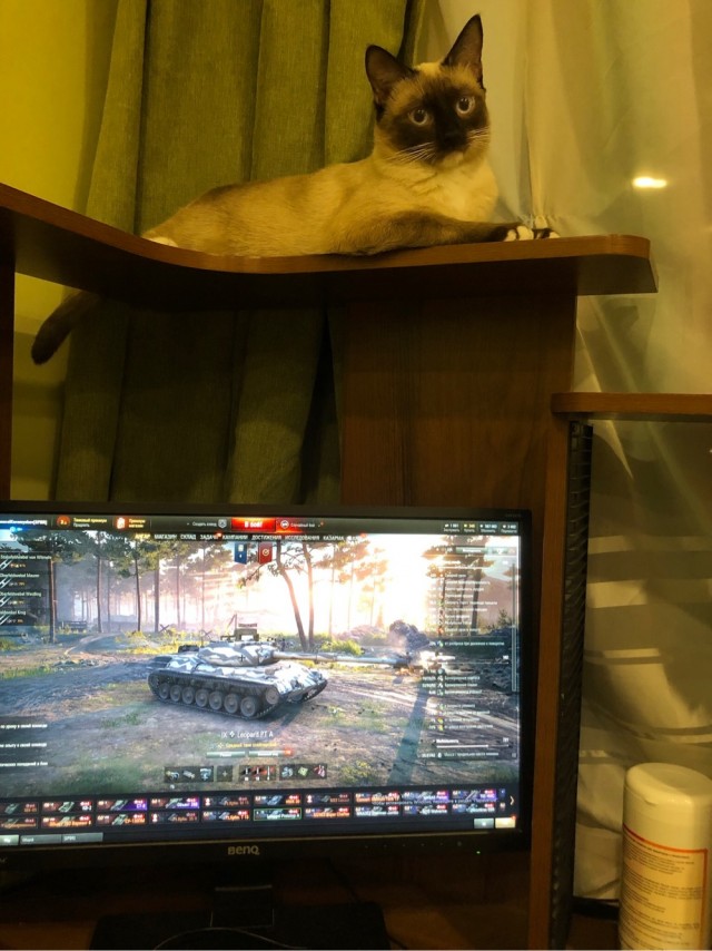Котовторник 25.01.22