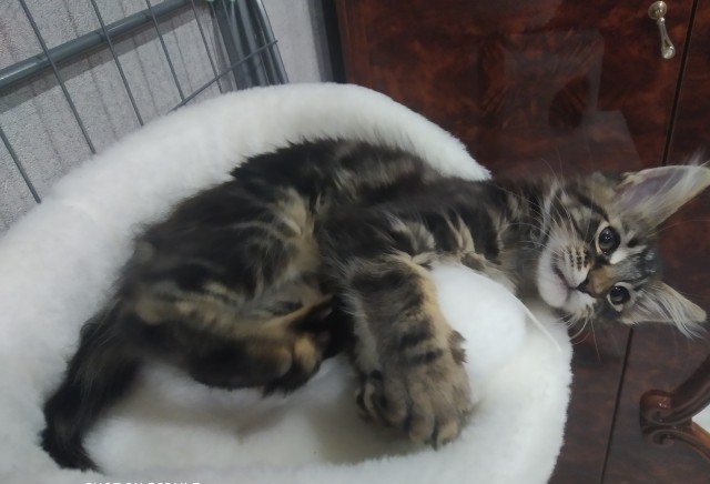 Кошка