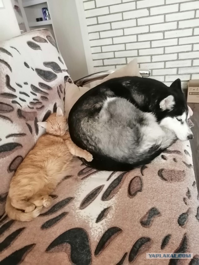 А это мой котан к котовторнику