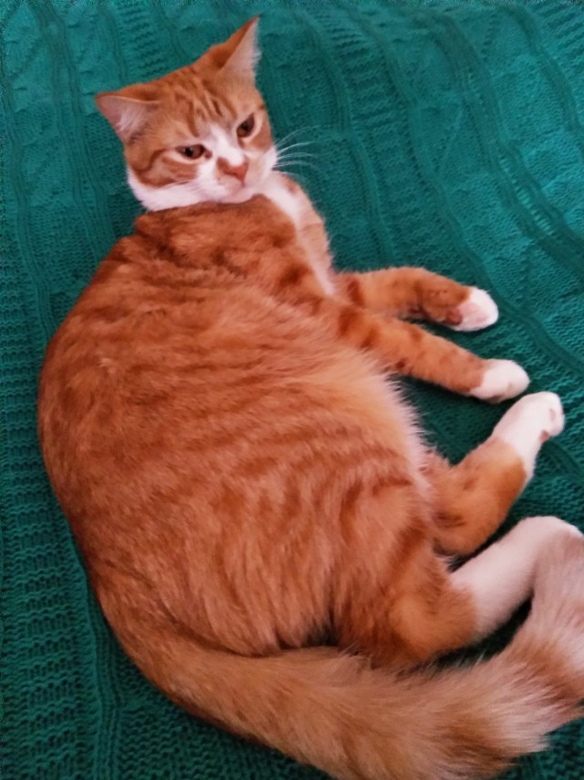 Рыжий кот