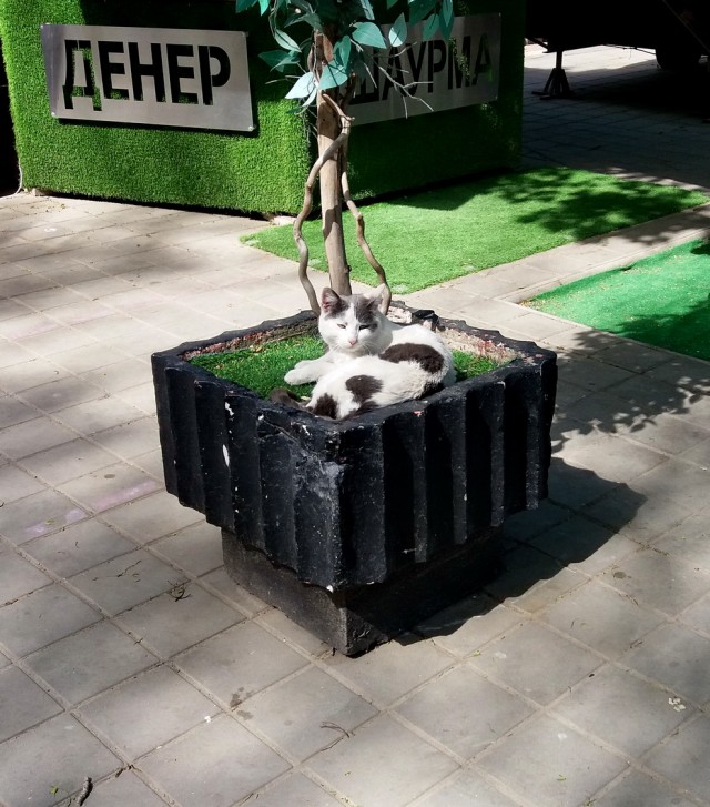 РСП