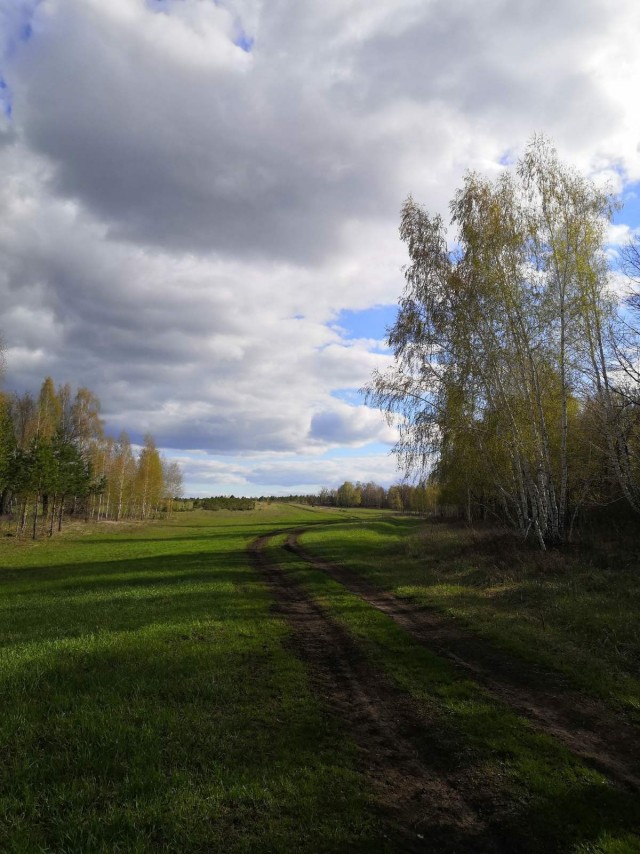 Просто картинка весеннего леса и сморчков