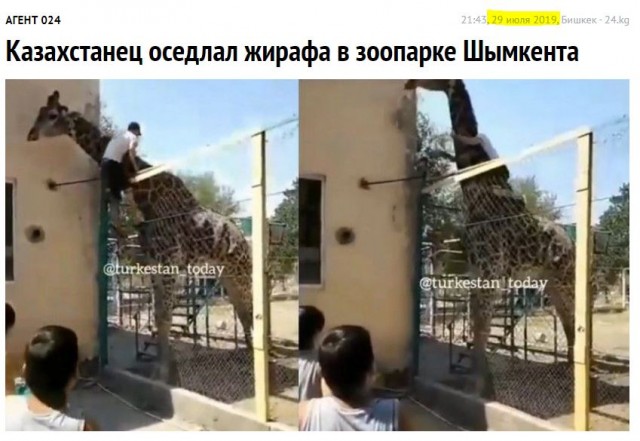 Пьяный казахстанец оседлал жирафа в зоопарке