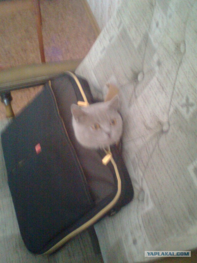 Котовторник  19.03.2013