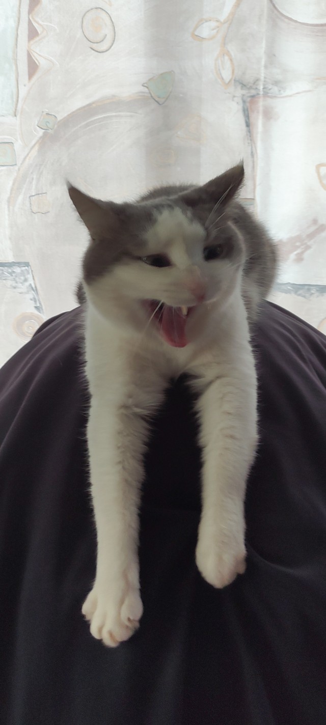 Грустный котовторник