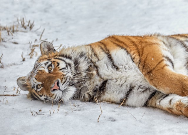 Кошек развелось