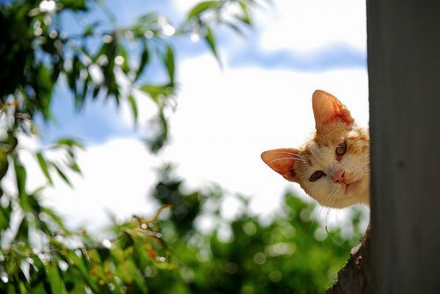 Котовторнику посвящается