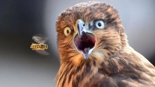 Эти милые животные
