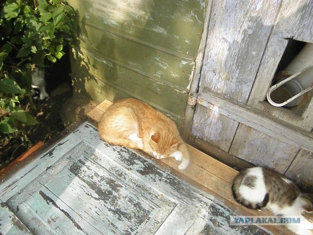 Жизнь домашнего приюта для котеек 452