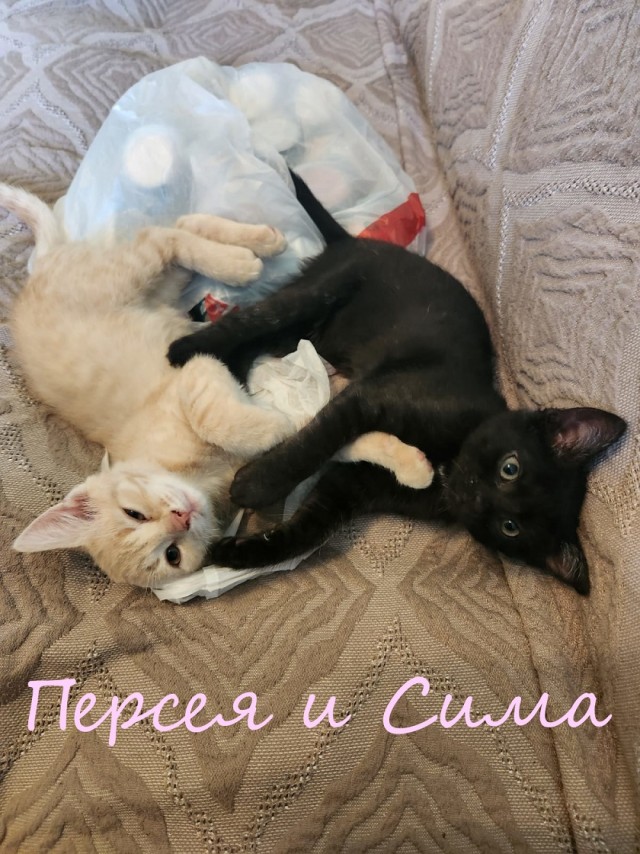 Жизнь домашнего приюта "Котоленд" 395