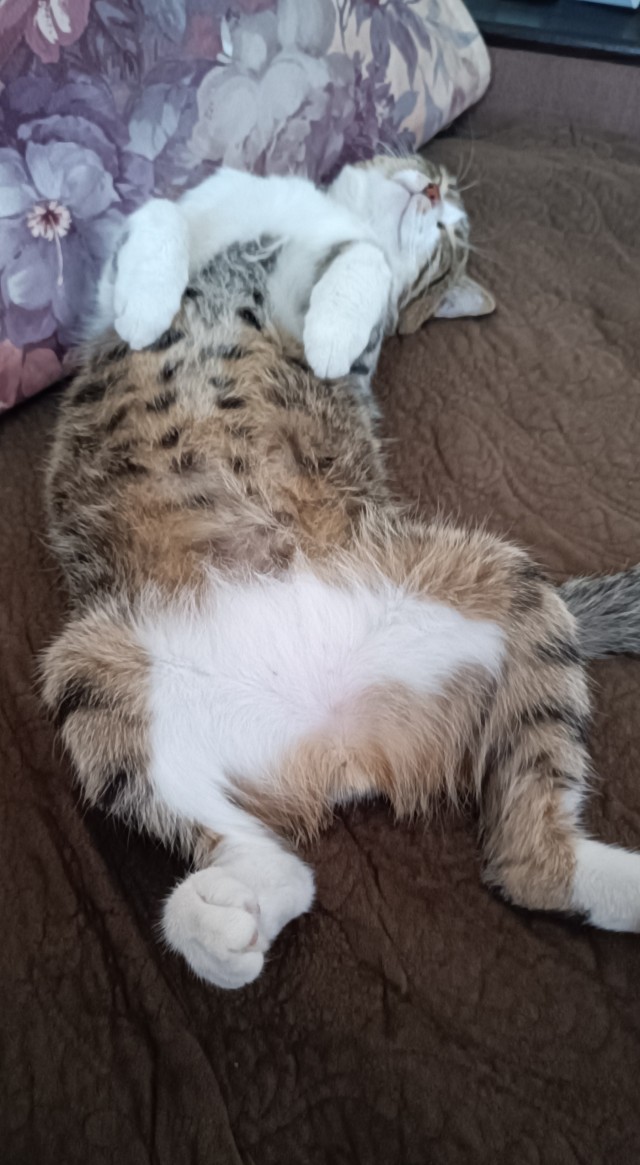 Походу мой кот бухает втихаря