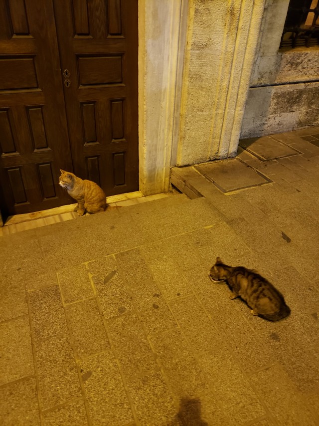 Стамбульские котики