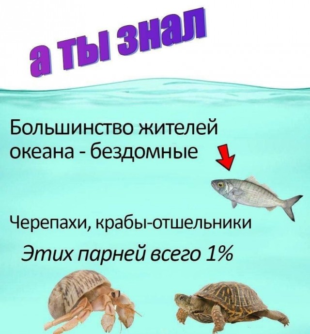 Никакие картинки