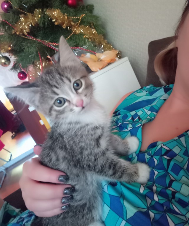 Подкидыш к котовторнику