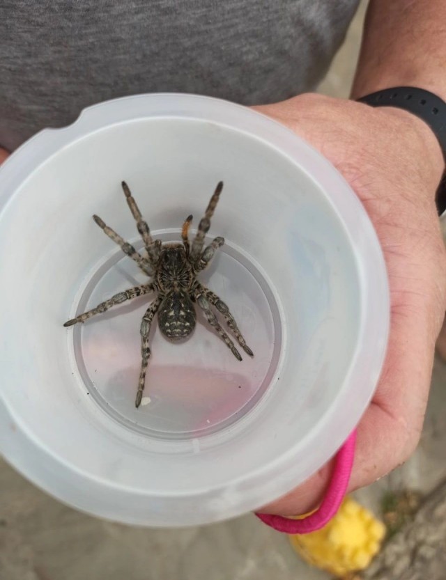 Первый раз поймал тарантула на участке, за всю жизнь их у нас не было
